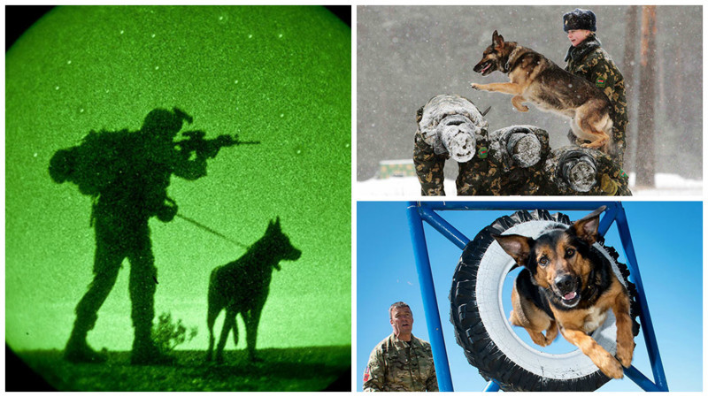 Служебные собаки: четвероногие храбрецы