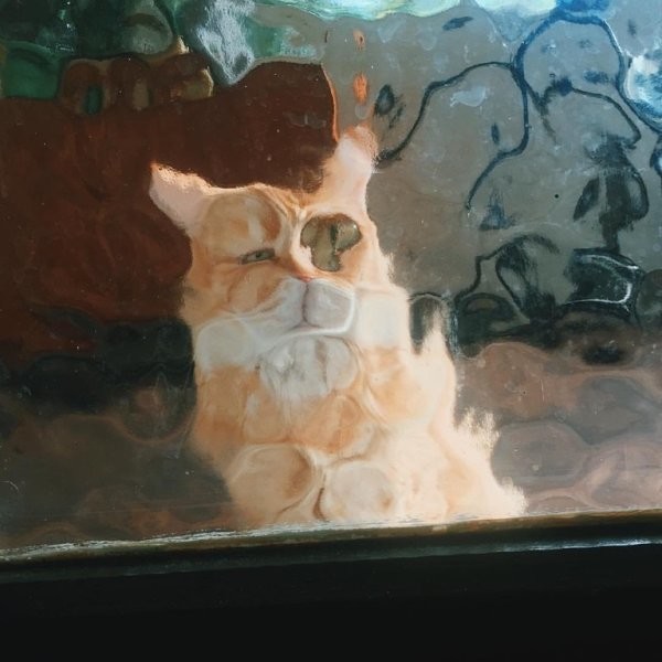 Кот за стеклом 