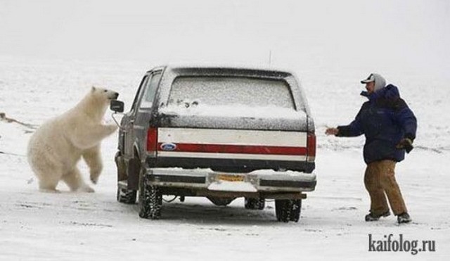 Животные приколы! Дневной выпуск!