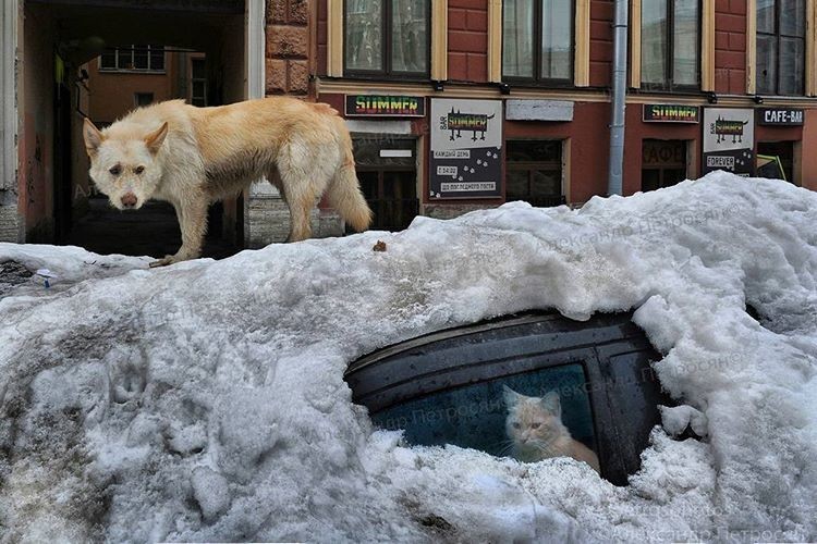 Эмоции Петербурга в восхитительных фотографиях Александра Петросяна