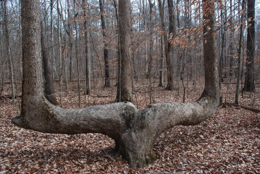 Необычное дерево
