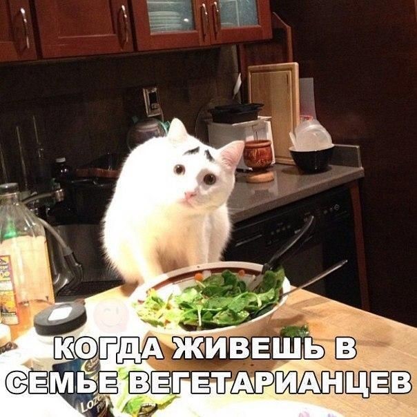 Приколы из сети