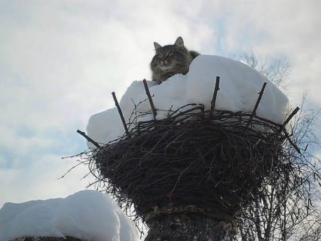 Аист? Я пока за него