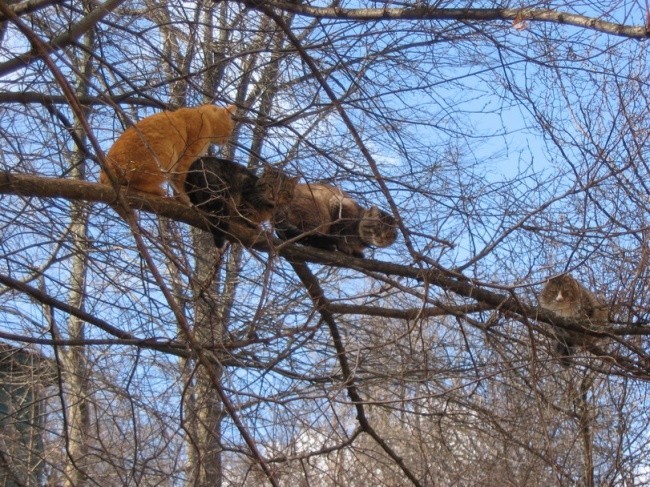 Кошачий оркестр в сборе