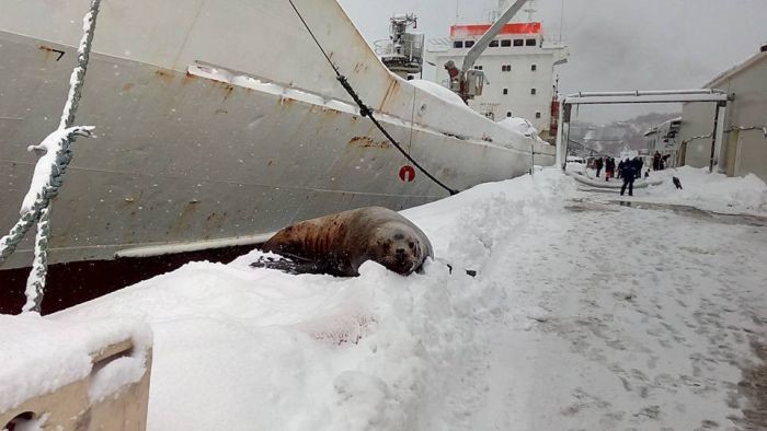 На Камчатке моряки подкормили голодного тюленя
