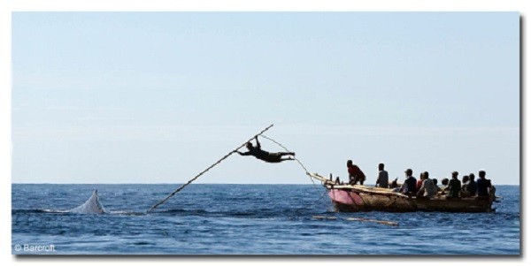6. Жители деревни Ламалера  ходят на китов с гарпунами