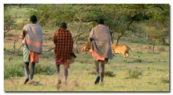 2. Масаи воруют добычу у львов (ржал в голос с этих парней)