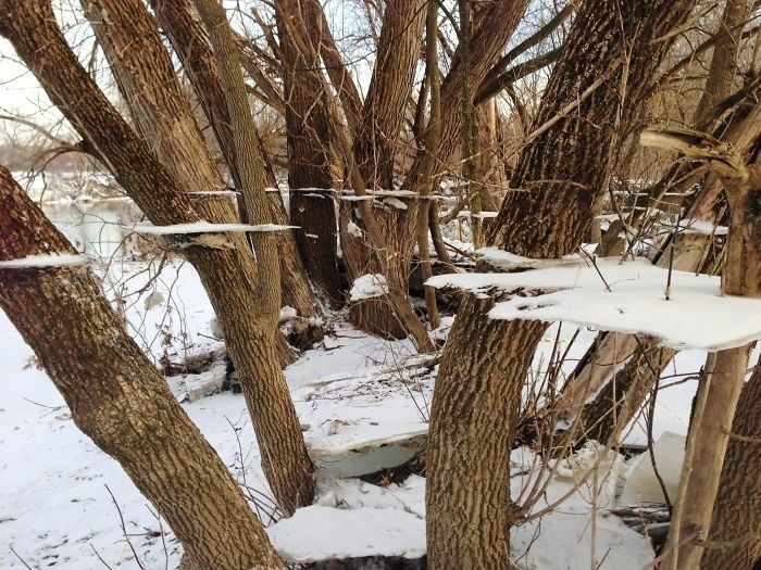 Лёд оставшийся на деревьях после половодья  