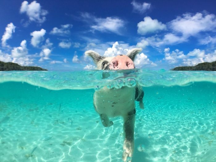 Туристы на Багамах отравили местных плавающих свиней алкоголем