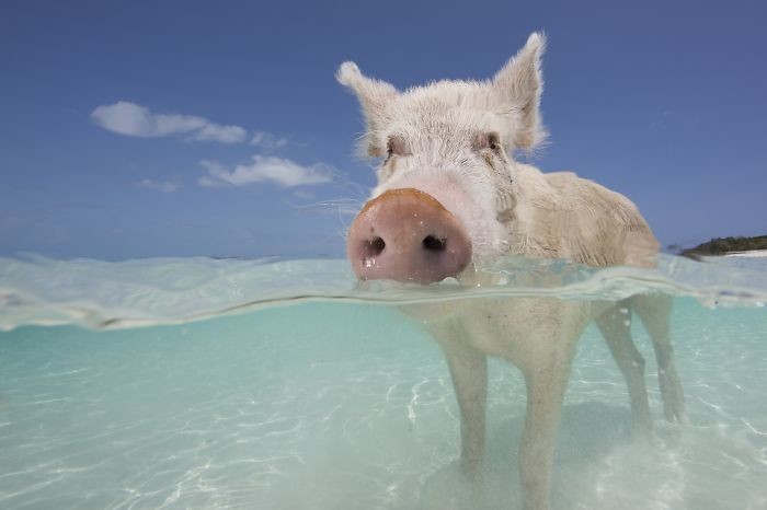 Туристы на Багамах отравили местных плавающих свиней алкоголем