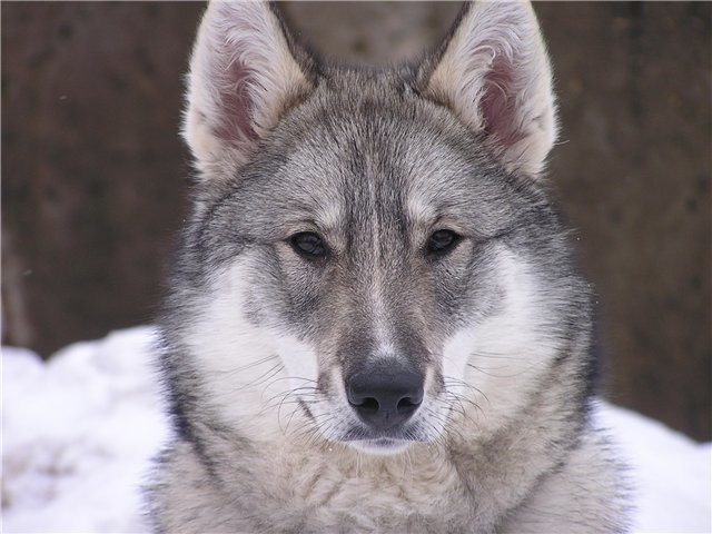 Западносибирская Лайка