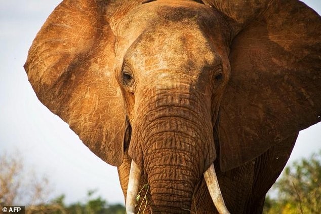 Браконьеры убили одного из самых старых слонов Африки отравленной стрелой