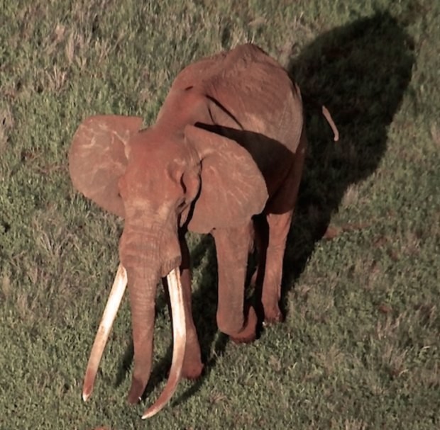 Сатао II был одним из самых старых и крупных слонов в Африке