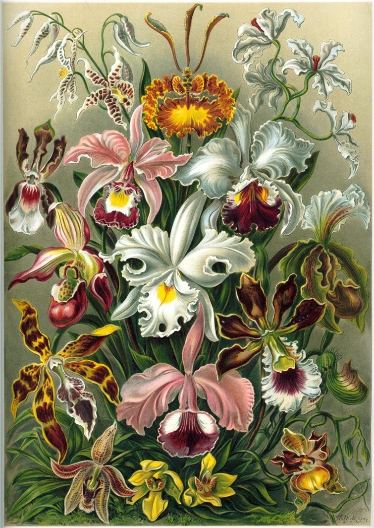 Ernst Haeckel (1834-1919)