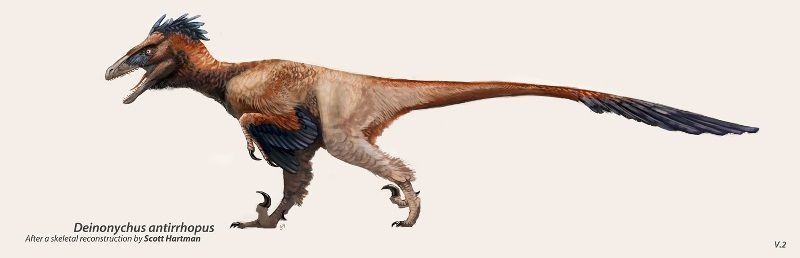 Дромеозавриды представлены несколькими видами.Дейноних