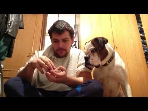Собаки понимают язык глухих 