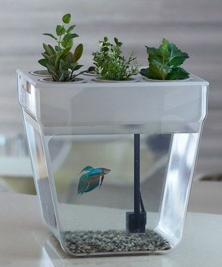 Aqua farm - аквариум плюс комнатные цветы