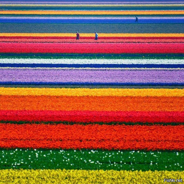 Тюльпановые поля, Нидерланды
