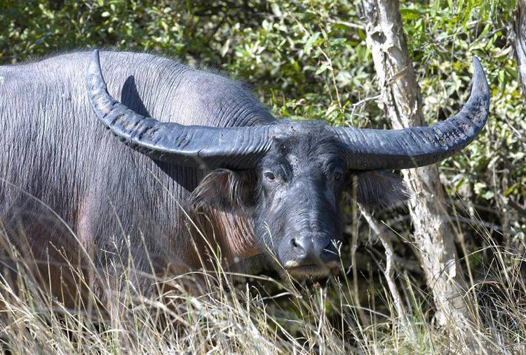 Буйволы. Рога саванновых достигают 1,5 метров, а лесных буйволов намного меньше и слабее, практически никогда не срастаются и редко достигают длины даже 40 см.