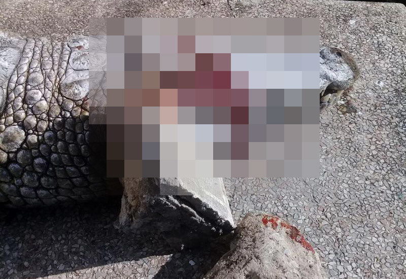 Посетители зоопарка в Тунисе убили крокодила