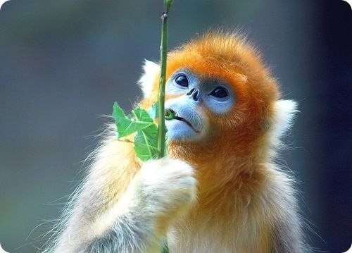 Золотистая обезьянка