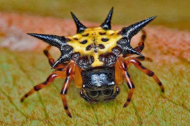 Наверное самый красивый паук в мире