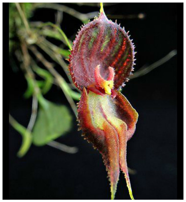 Lepanthes nycterus