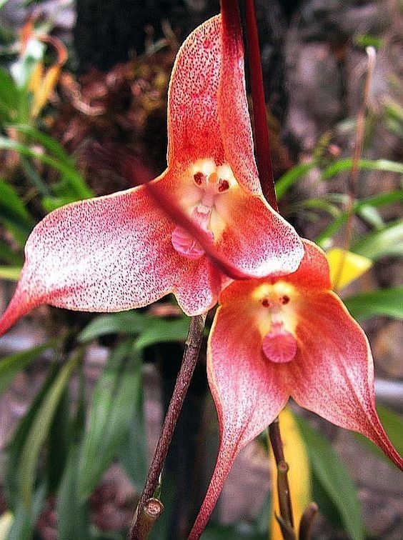 Monkey Orchids (Dracula gigas or D. simia)