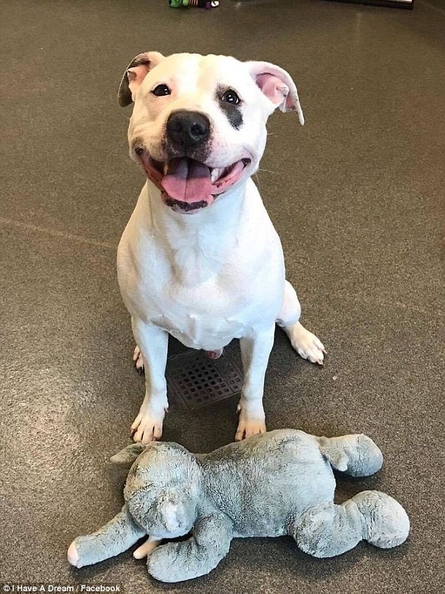 Спасенная собака научилась улыбаться