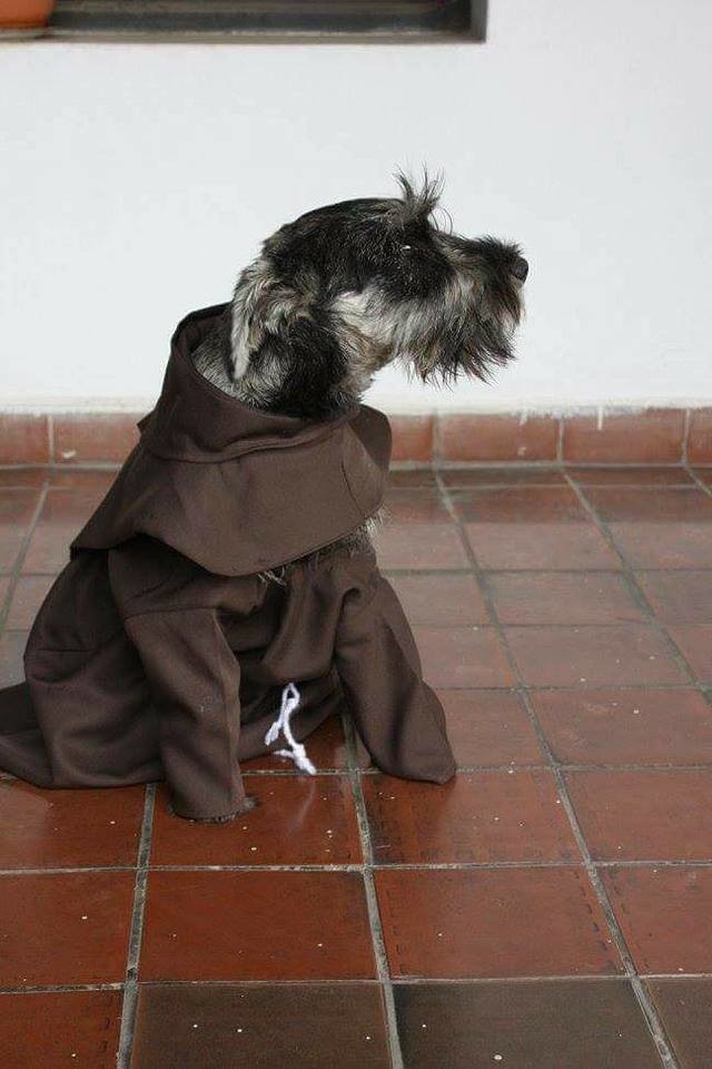 Первая собака-монах, которая живёт в монастыре и наслаждается своей новой просветлённой жизнью