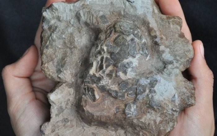 Ученые обнаружили древнейшие яйца крокодилов в гнезде динозавров