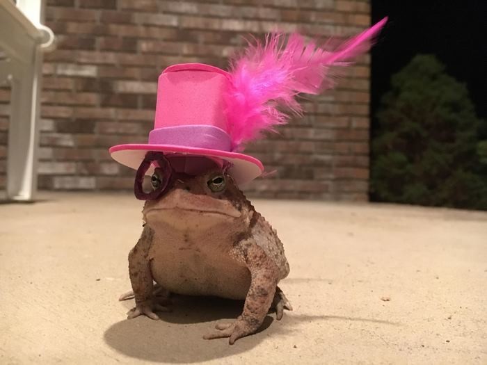 Парень из Алабамы шьет шляпки для жабы!