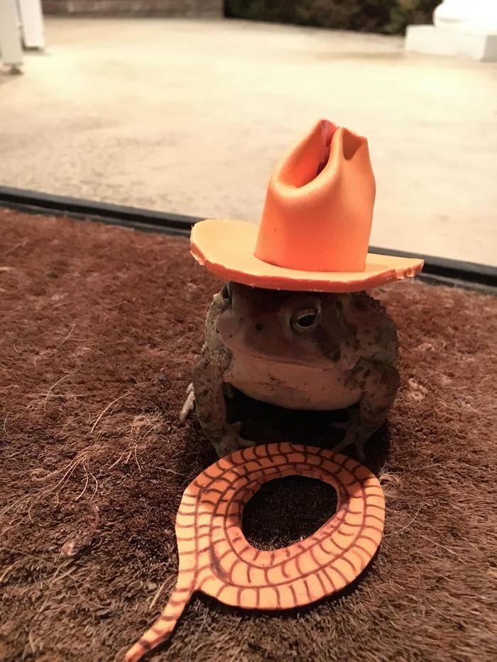 Парень из Алабамы шьет шляпки для жабы!