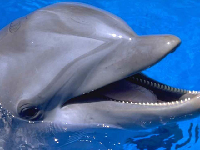  Дельфины