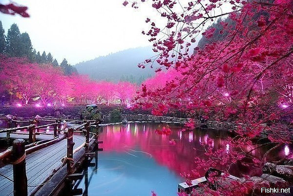 Цветение вишни, Тайвань