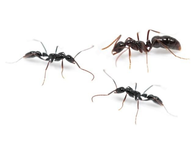 10 фактов о муравьях