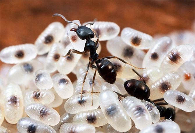 10 фактов о муравьях