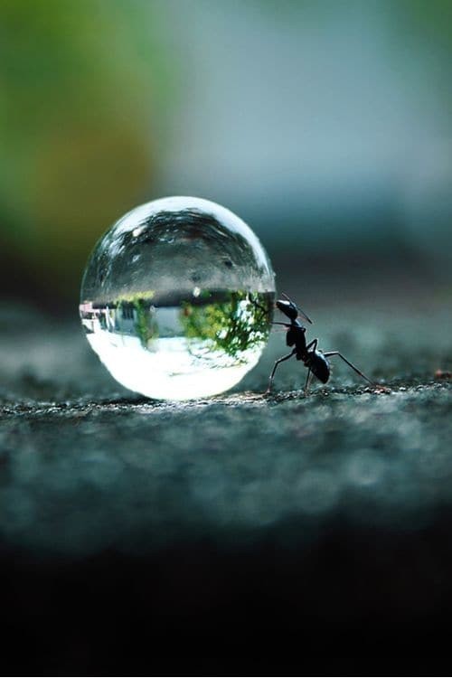 Мир глазами муравья