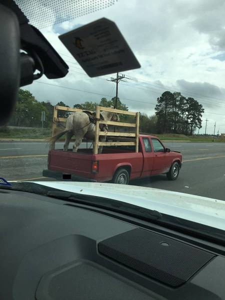 Транспортировка лошади