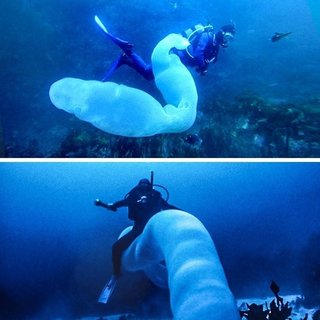 Пиросома — полый прозрачный 30-метровый червь, живущий в океане