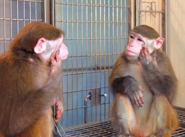Первое, что делает каждая обезьяна, которая узнает себя в зеркале, — это проверяет область паха 