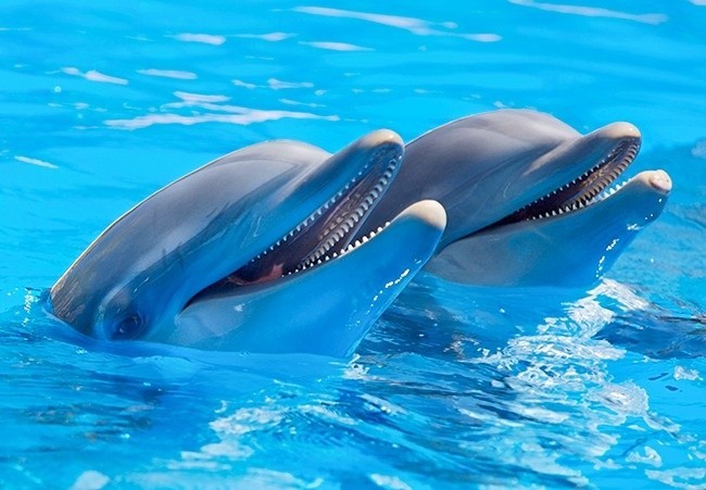 Дельфины могут разговаривать по телефону и узнавать того, с кем говорят