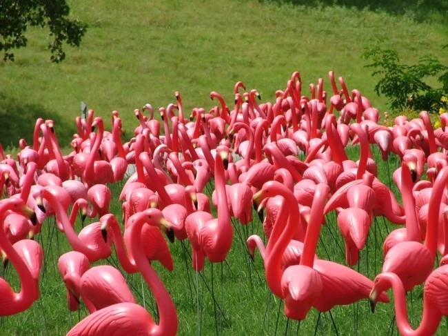 Во всем мире больше искусственных фламинго, чем настоящих