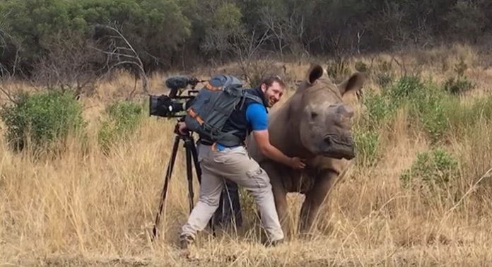 Дикий носорог подошёл к оператору и потребовал погладить ему брюшко