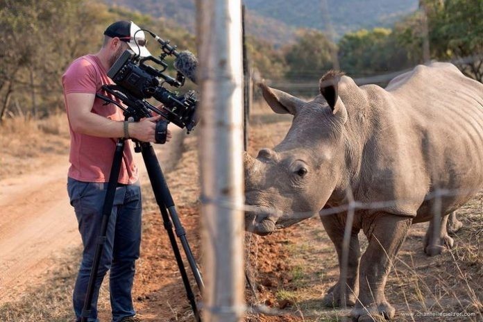 Дикий носорог подошёл к оператору и потребовал погладить ему брюшко