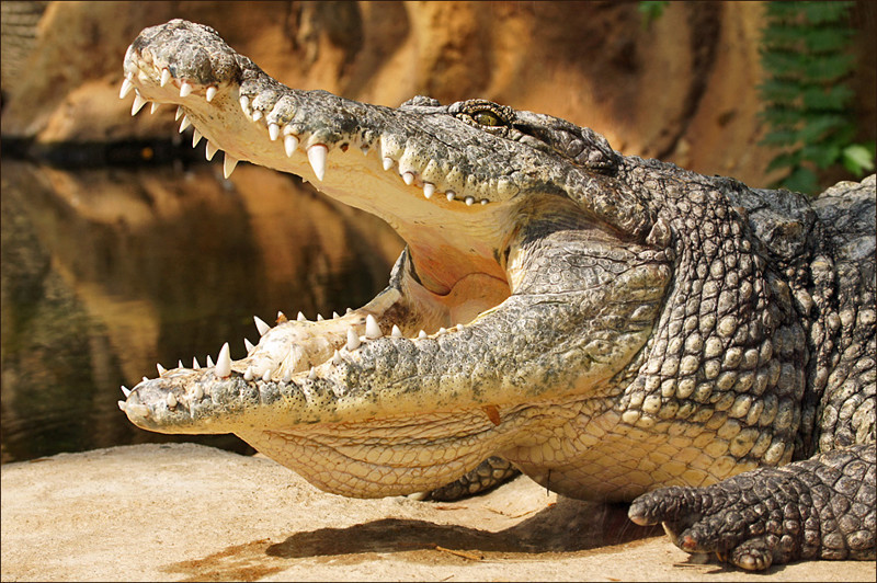 Бесшумный монстр! Огромный нильский крокодил нападает на человека