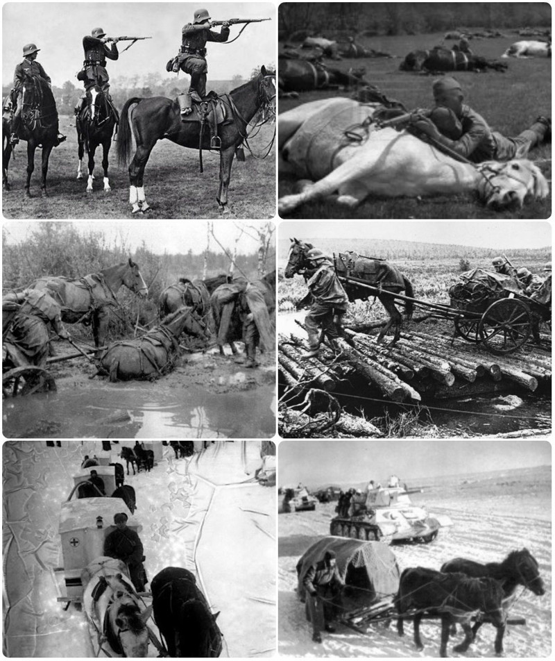 О роли лошадей в Великой Отечественной войне