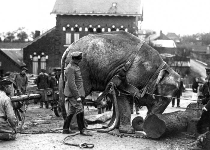 Слоны и лошади - воины прошлого