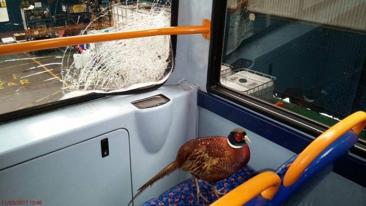 Отважный фазан пробил лобовое стекло автобуса и не пострадал