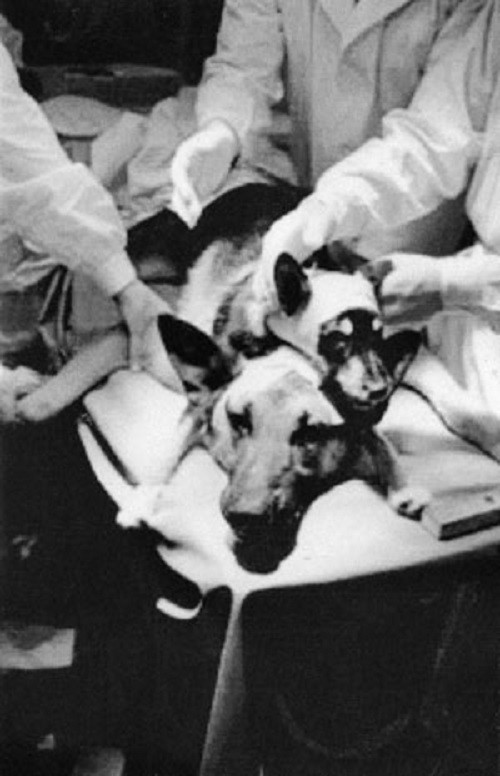 После операции по пересадке собаке второй головы